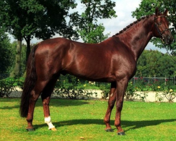 Royal Dance - Dressage Stallion